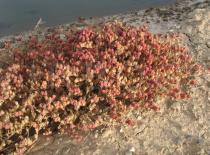 Mesembryanthemum nodiflorum - Habit - Click to enlarge!