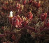 Mesembryanthemum nodiflorum - Flower buds - Click to enlarge!