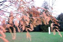 Metasequoia glyptostroboides - Branch - Click to enlarge!