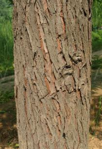 Metasequoia glyptostroboides - Bark - Click to enlarge!