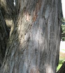 Metrosideros excelsa - Bark of adult tree - Click to enlarge!