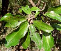 Miconia ferruginata - Leaves - Click to enlarge!