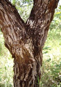 Miconia ferruginata - Bark - Click to enlarge!