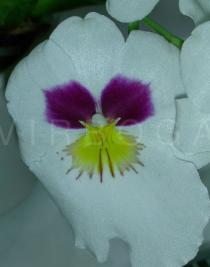 Miltoniopsis roezlii - Flower - Click to enlarge!