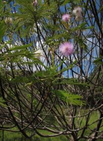 Mimosa regina - Branches - Click to enlarge!