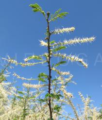 Mimosa tenuiflora - Branch - Click to enlarge!
