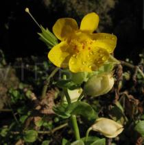 Mimulus guttatus - Flower - Click to enlarge!
