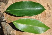 Mimusops kummel - Upper and lower surface of leaf - Click to enlarge!