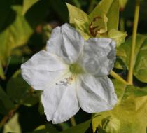 Mirabilis jalapa - Flower - Click to enlarge!