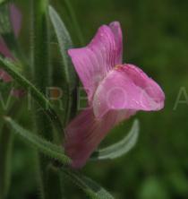Misopates orontium - Flower - Click to enlarge!