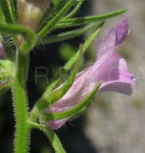 Misopates orontium - Flower - Click to enlarge!