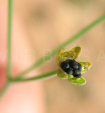 Mollugo nudicaulis - Seeds - Click to enlarge!