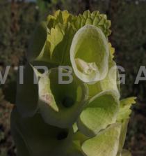 Moluccella laevis - Flower, close-up - Click to enlarge!