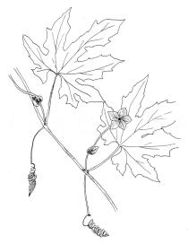 Momordica charantia - Click to enlarge!