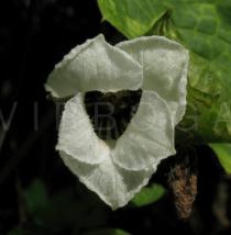 Momordica cissoides - Flower - Click to enlarge!