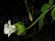 Momordica cissoides - Flower, side view - Click to enlarge!