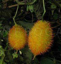 Momordica foetida - Fruits - Click to enlarge!