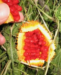 Momordica foetida - Opened fruit and seeds - Click to enlarge!