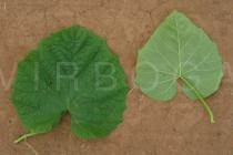 Momordica foetida - Upper and lower surface of leaf - Click to enlarge!