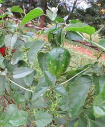 Momordica trifoliolata - Unripe fruit - Click to enlarge!