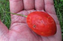 Momordica trifoliolata - Ripe fruit - Click to enlarge!