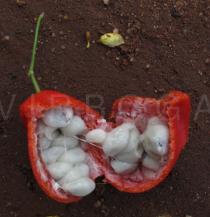 Momordica trifoliolata - Opened fruit - Click to enlarge!