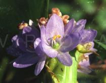 Monochoria hastata - Flower close-up - Click to enlarge!