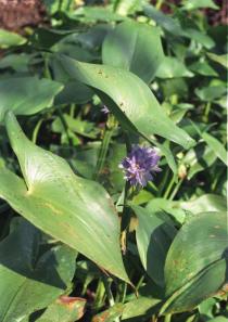 Monochoria hastata - Flowering plant - Click to enlarge!