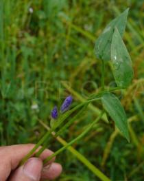 Monochoria vaginalis - Foliage, variety with blue petals - Click to enlarge!