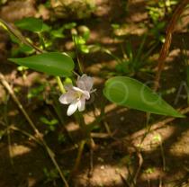 Monochoria vaginalis - Habit, variety with white petals - Click to enlarge!