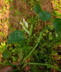 Monochoria vaginalis - Foliage, variety with white petals - Click to enlarge!