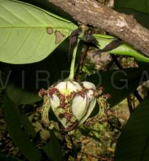 Monodora myristica - Flower - Click to enlarge!