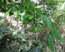 Monodora myristica - Branch - Click to enlarge!