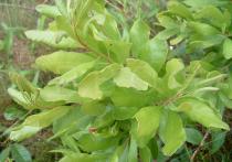 Morella pensylvanica - Twig - Click to enlarge!