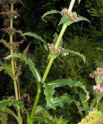 Morina longifolia - Stem section and foliage - Click to enlarge!