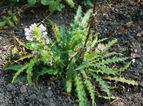 Morina longifolia - Basal rosette - Click to enlarge!