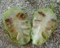 Morinda citrifolia - Halved fruit, insect damaged - Click to enlarge!