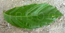 Morinda citrifolia - Upper surface of leaf - Click to enlarge!