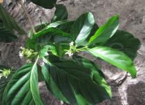 Morinda citrifolia - Foliage and flowers - Click to enlarge!