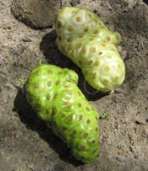 Morinda citrifolia - Fruits - Click to enlarge!