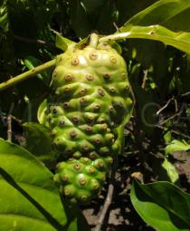 Morinda citrifolia - Fruit - Click to enlarge!