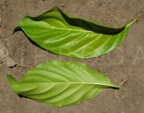 Morinda citrifolia - Upper and lower surface of leaf - Click to enlarge!