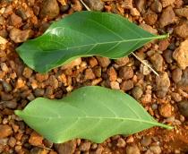 Morinda lucida - Upper and lower side of leaf - Click to enlarge!