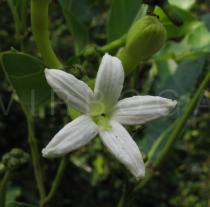 Morinda lucida - Flower - Click to enlarge!