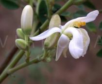 Moringa oleifera - Flower - Click to enlarge!