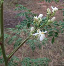Moringa oleifera - Inflorescence - Click to enlarge!
