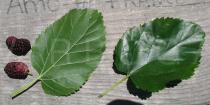 Morus nigra - Upper and lower surface of leaf and fuits - Click to enlarge!
