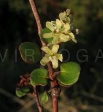 Muehlenbeckia complexa - Flowers - Click to enlarge!