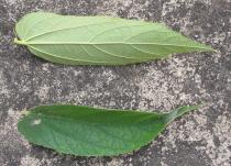 Muntingia calabura - Upper and lower surface of leaf - Click to enlarge!