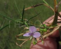 Murdannia nudiflora - Flower - Click to enlarge!